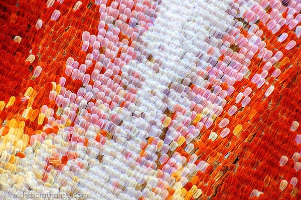 natureze-nature-padrao-pattern-desbaratinando (4) natureze-nature-padrao-pattern-desbaratinando (4)