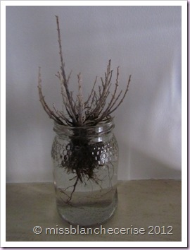 IMG_4735 IMG_4735