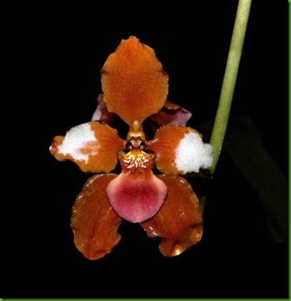 Cyrtochilum volubile Cyrtochilum volubile