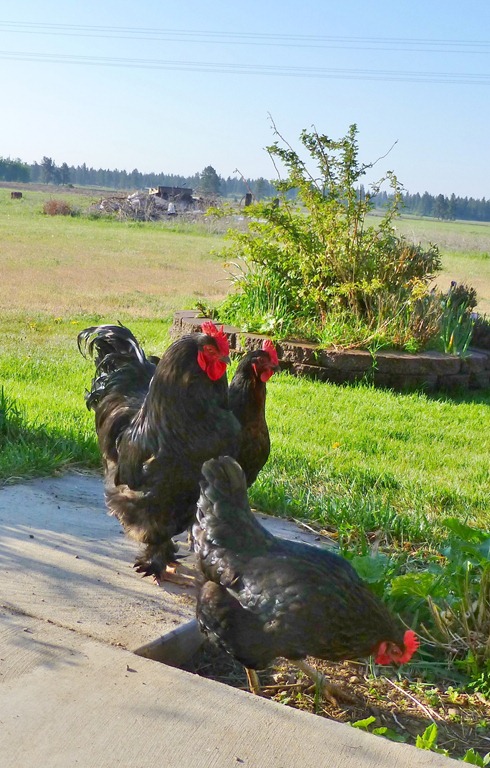 [chickens-0276.jpg]