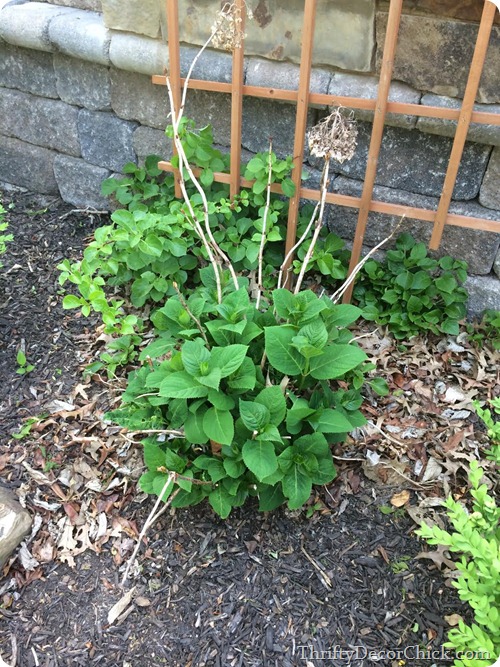 growing hydrangea