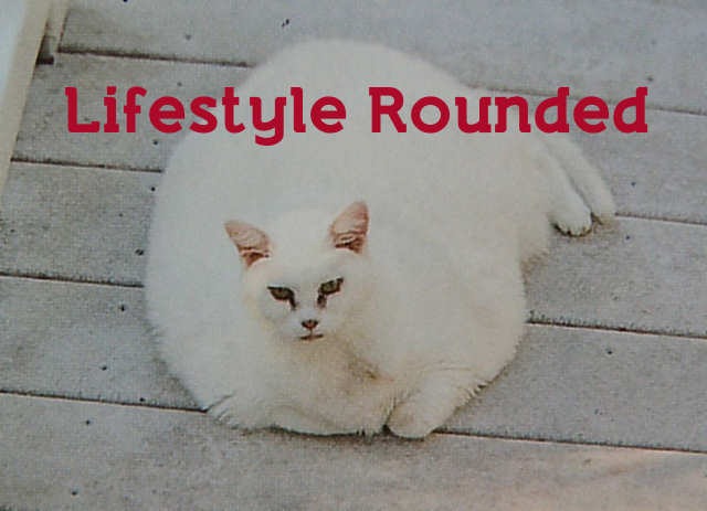[cats-as-fonts-27%255B3%255D.jpg]