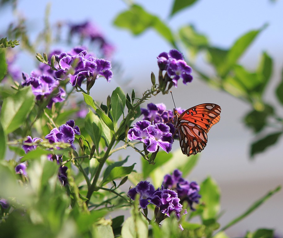 [Retama-Butterfly-201324.jpg]