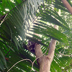 This baby sloth was rescued from a whirlpool and released on the grounds of the lodge.  This is 10 feet from our room!