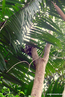 This baby sloth was rescued from a whirlpool and released on the grounds of the lodge.  This is 10 feet from our room!