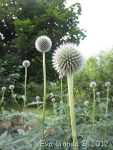 IMG_3386 IMG_3386