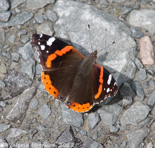 [red-admiral2.jpg]