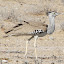 Kori Bustard (Ardeotis kori)