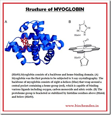 Myoglobin structure
