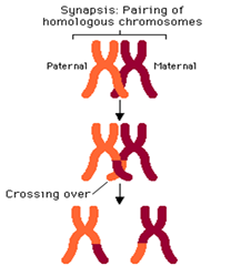 Synapsis Synapsis