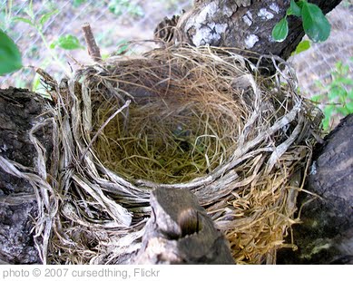 'Empty Nest Syndrome' photo (c) 2007, cursedthing - license: http://creativecommons.org/licenses/by-nd/2.0/