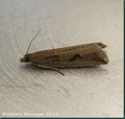 Bactra lacteana Bactra lacteana