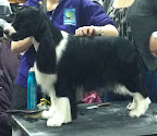 English Springer Spaniel