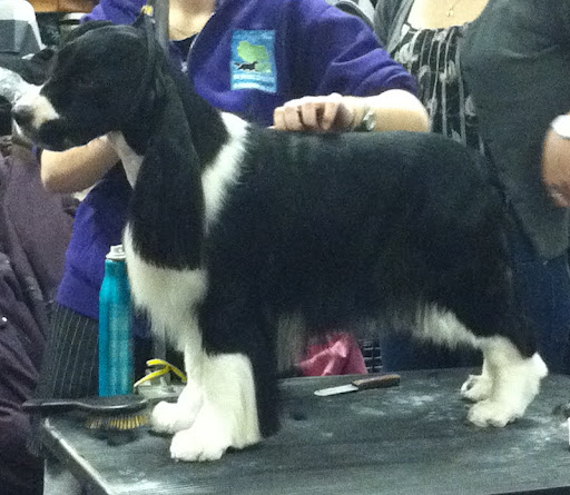 English Springer Spaniel