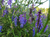 Kwiaty nieopodal cmentarza