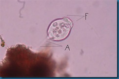 02_Protozoa_sml 02_Protozoa_sml