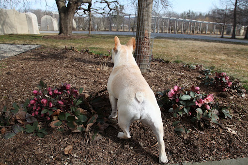 Francesca!  Come and see what's blooming!