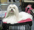 Maltese