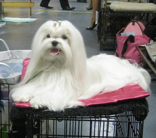 Maltese