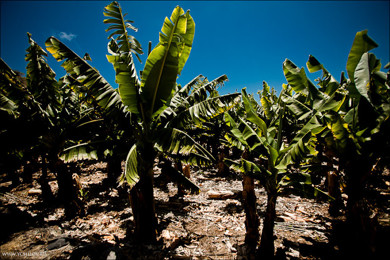 011 www.ychilov.ru foto tenerife.jpg