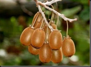 kiwi fruit bruno