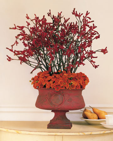 Orange and Red Arrangement: A collar of chrysanthemums in the same autumnal tone as the cast-iron urn provides a tidy transition between the container and the native Australian blooms, which can be ordered year-found from a florist. Orange and Red Arrangement: A collar of chrysanthemums in the same autumnal tone as the cast-iron urn provides a tidy transition between the container and the native Australian blooms, which can be ordered year-found from a florist.