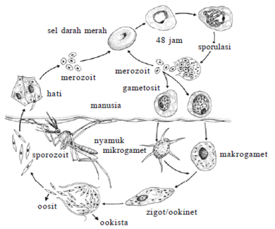 Siklus hidup Plasmodium