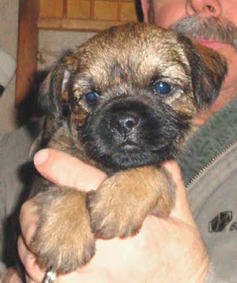A darling Stevie / Mardi pup
