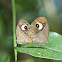 Gladeye Bushbrown Mating