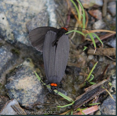 Red-necked-Footmen (2)