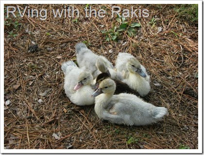 Meeting the duckings - from Zaiyd Raki of RVing with the Rakis