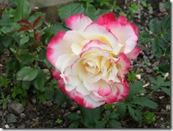 roses 002