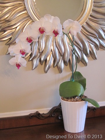 Orchid IMG_6848