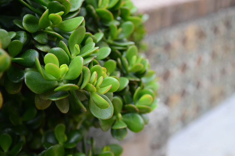 [Portofino%2520plants4%255B5%255D.jpg]