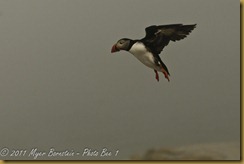 Puffin D300S July 03, 2011 Puffin D300S July 03, 2011