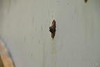 Bullet holes near presidential palace, when Bakiyev was put off