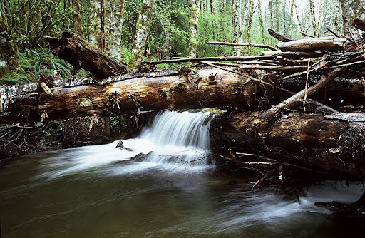 Loggers created this v-shaped log structure on the North Fork of Rock Creek in western Oregon. Spawning fish will lay their eggs in the gravel that accumulates on the upstream side of these logs, while the logs themselves create the waterfall that, through its own hydrological action, digs out a natural pool where small fish can hide.