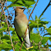 Cedar.waxwing.dscn3040