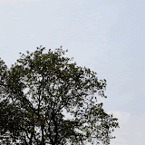 IMG_0330-MOTION.gif