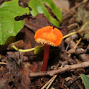 Scarlet waxy cap