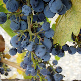 2007-10-27 napa valley