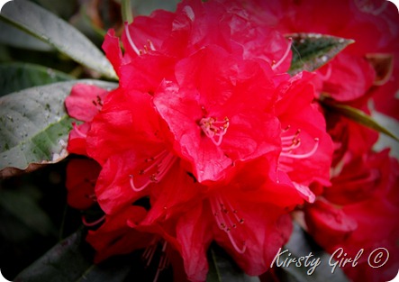 IMG_2355 IMG_2355
