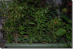 DSC_0978 DSC_0978