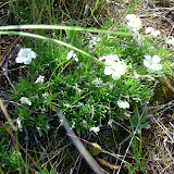 Montana Phlox creates a lovely carpet of moss and flowers.