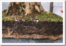 Floricultura Flores e Flores - Bonsai Floricultura Flores e Flores - Bonsai