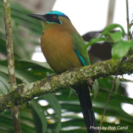 Blue Crowned Motmot