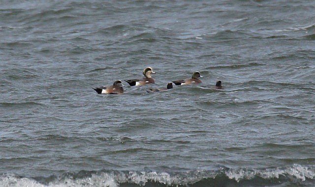 [American-Wigeon5.jpg]