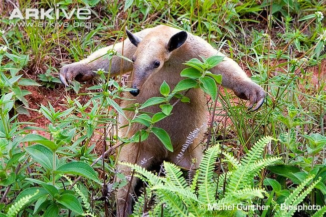 [Amazing%2520Animals%2520Pictures%2520Anteater%2520%25284%2529%255B3%255D.jpg]