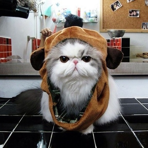 [hope-cat-instagram-16%255B2%255D.jpg]