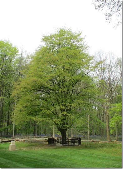 Delville Wood South African National Tree